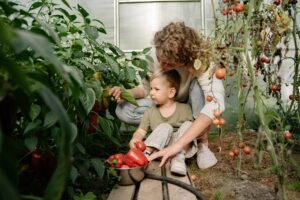 A little boy picking tomato from their house garden with hi mother.